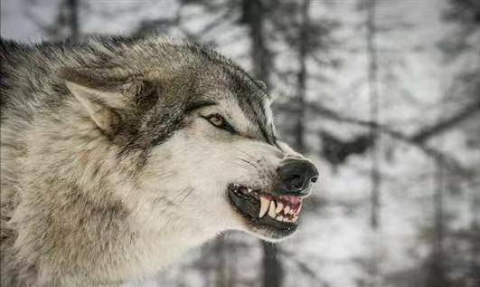 会走在队伍的末尾殿后吗?