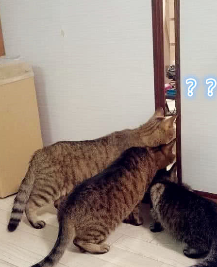 猫咪被主人连扇多个巴掌,有人说下手太重,有人却说它罪有应得!