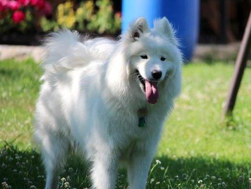 这只狗是很多女生都比较喜欢养的品种,因为它全身的毛都是白色的,看