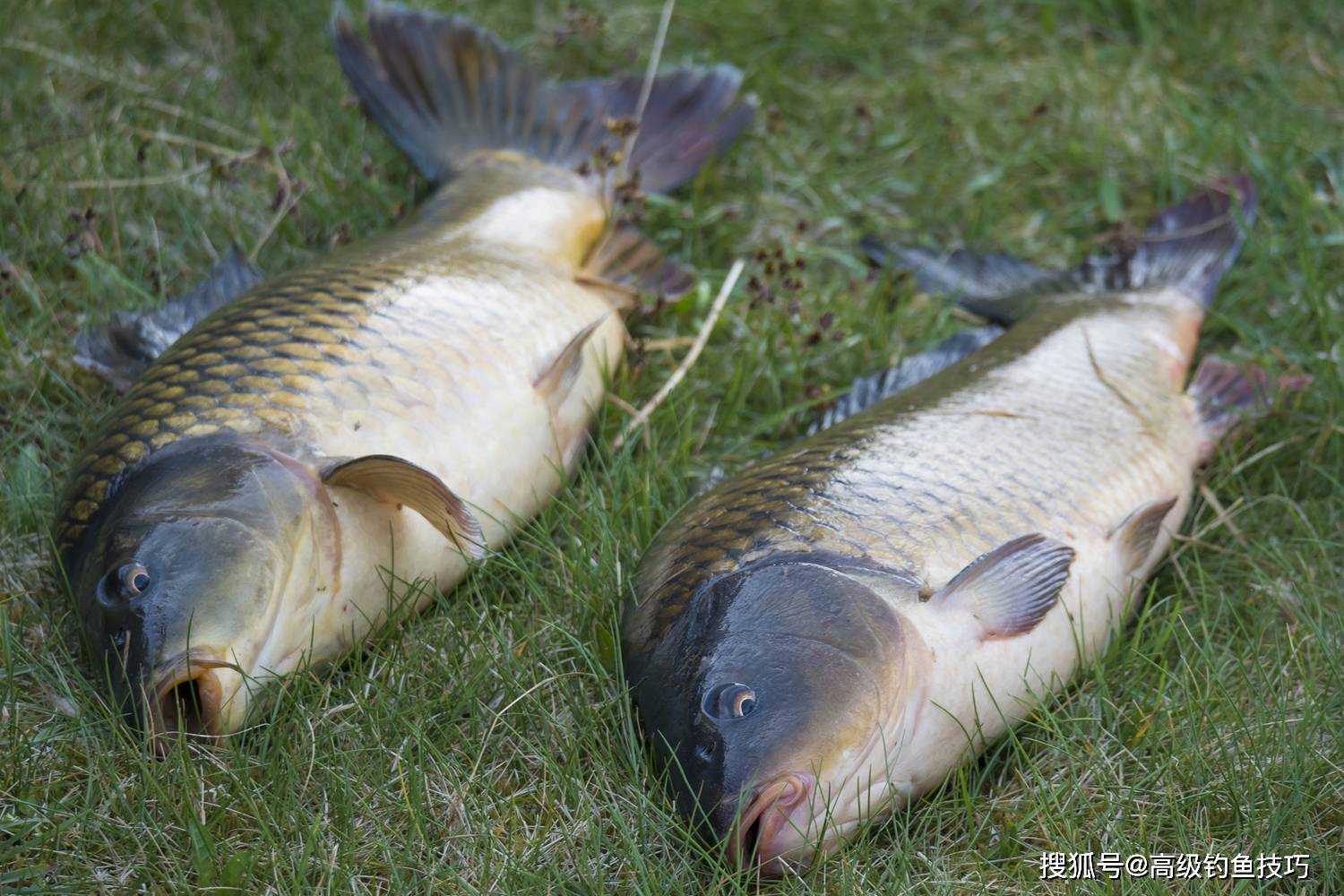 野钓鲫鲤草鳊的4个技巧