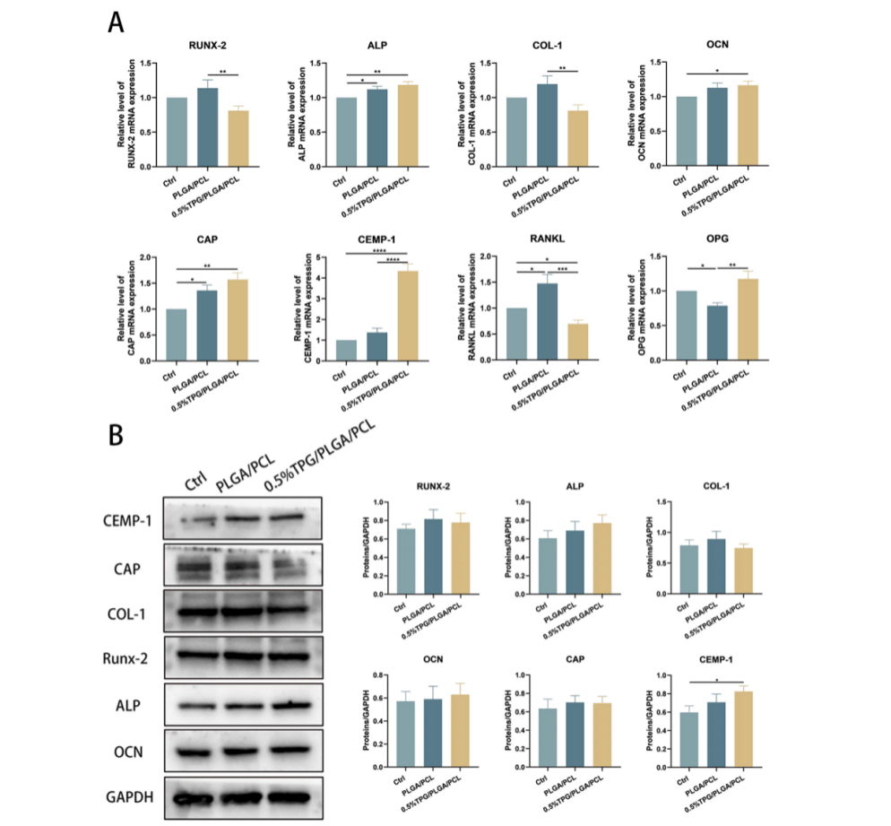 tpg功能化plga/pcl纳米纤维膜调节巨噬细胞极化,以促进牙周组织再生