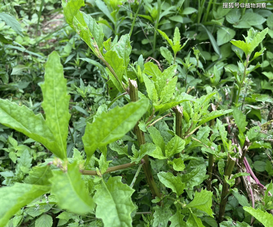 叶形似荆芥,俗称土荆芥,可杀虫,又称杀虫芥,农民朋友要了解!