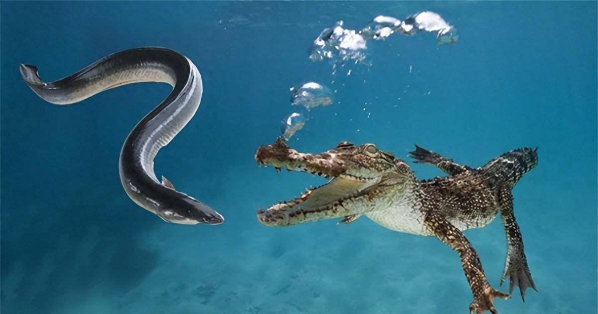 为什么说它可怕,没人敢下河游泳?