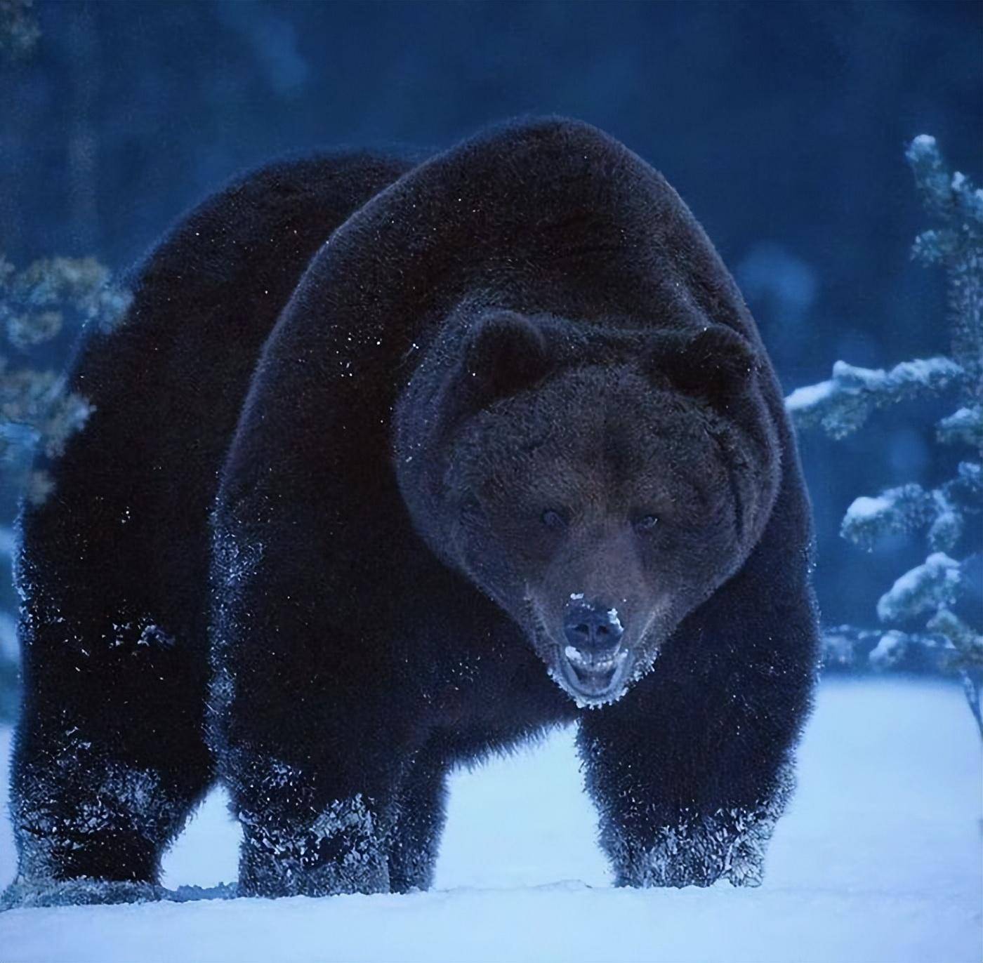 棕熊的体重可达720公斤,它和北极熊被认为是世界上最大的食肉动物.
