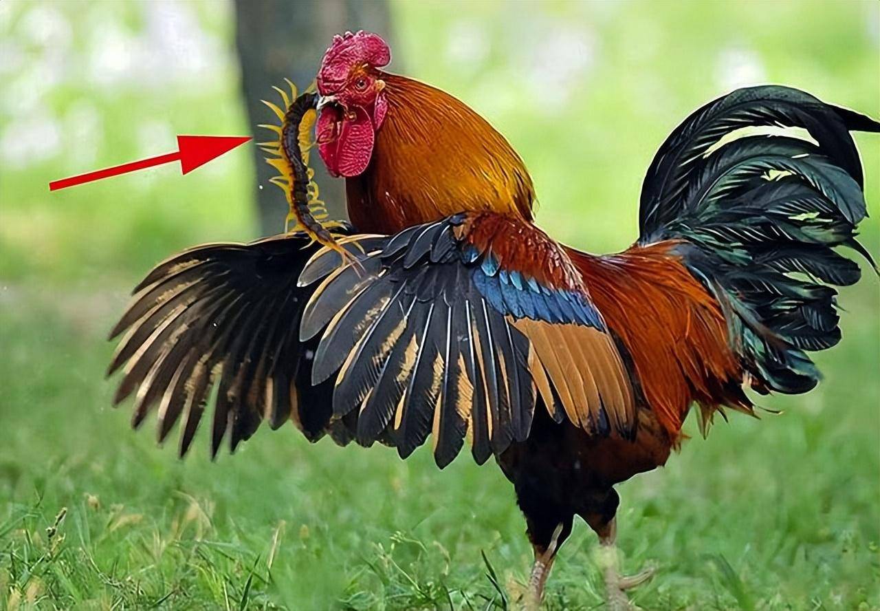 身披坚硬外壳,携带致命武器,能毒翻很多大体格的动物,原本是一个令人