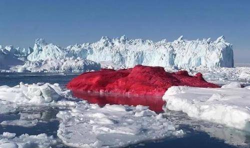 澳大利亚大火过后,南极又出现了"西瓜雪",血淋淋一片很是吓人
