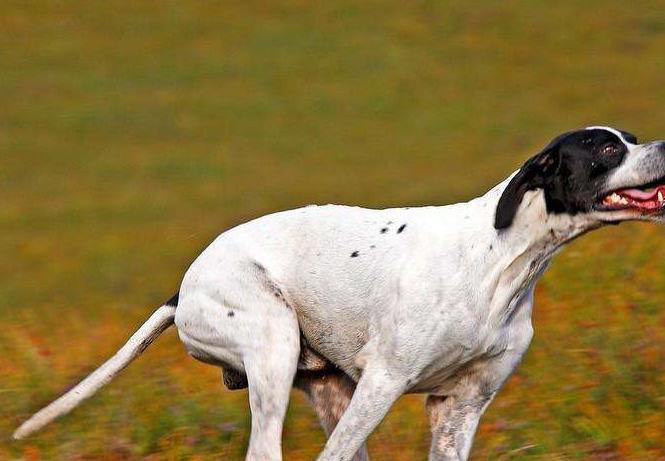 标准波音达猎犬应该怎么训练,咬人时又该怎么办,看完就明白了