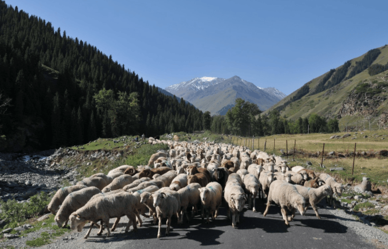 阿勒泰牧民为什么要转场?冬牧场和夏牧场,前山和深山,都有区别