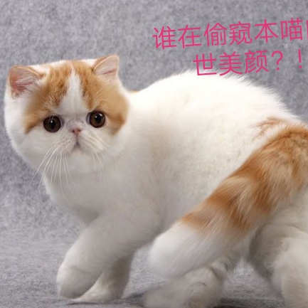 加菲猫入手前须知,他们说后悔了