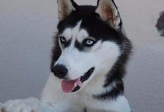 男子牵着二哈上电梯,"超重铃声"响起后,二哈的做法萌萌哒!