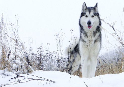 狗狗 阿拉斯加雪橇犬为什么能在寒冷天气下生活