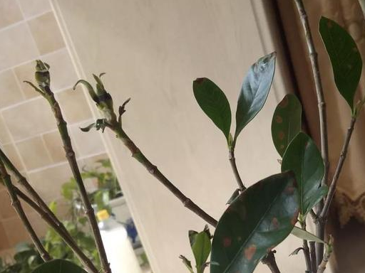 栀子花为什么总是出斑点状态差,这样做,不信还有黄叶!