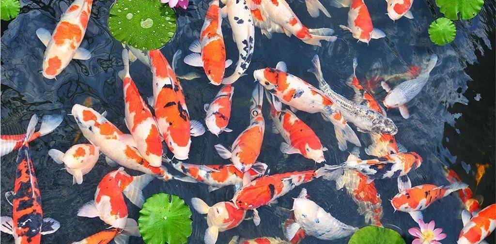 梁章钜的故居如何体现古代园林美学