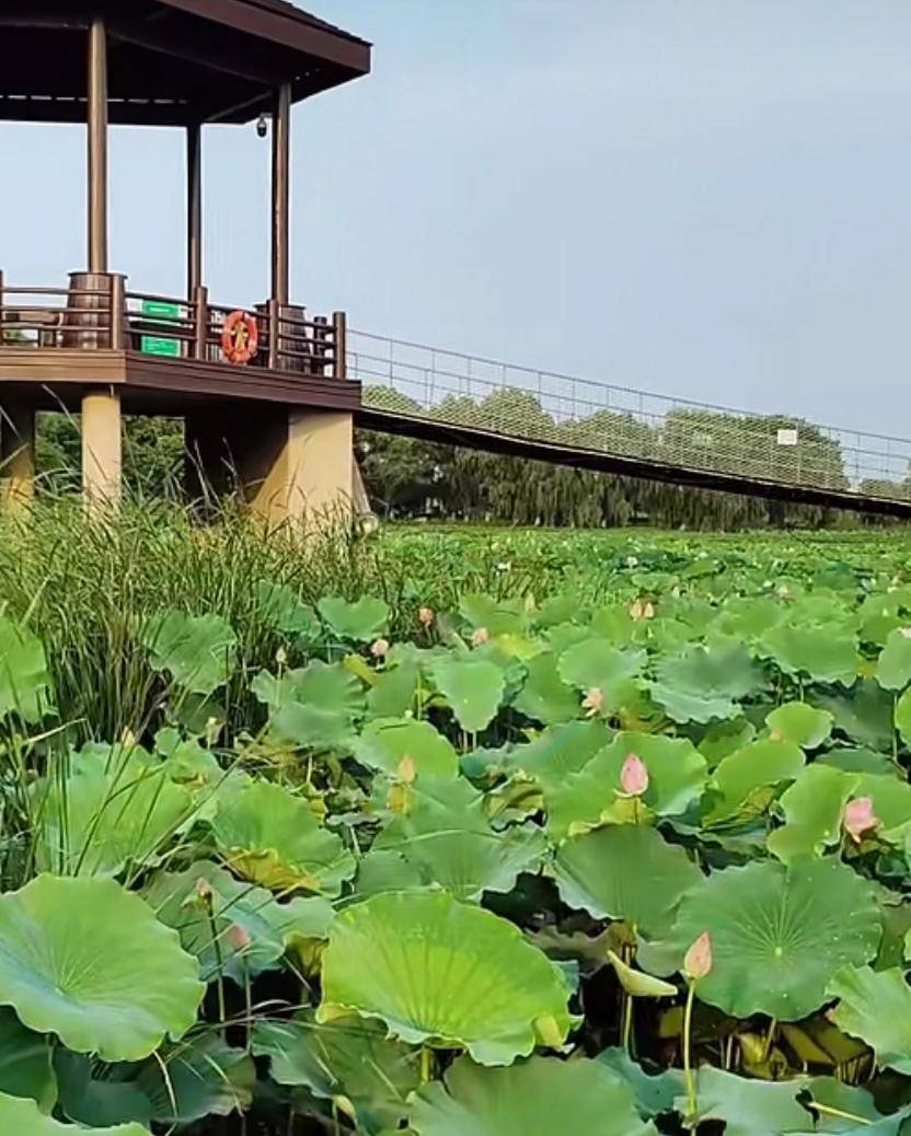 苏州相城荷塘月色湿地公园彻底令人陶醉