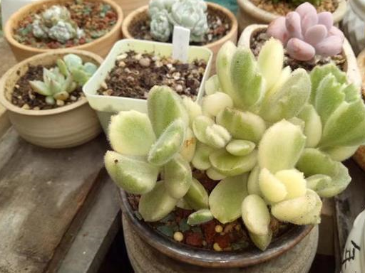 想要熊童子长成"树",我们可以这样做,很简单!