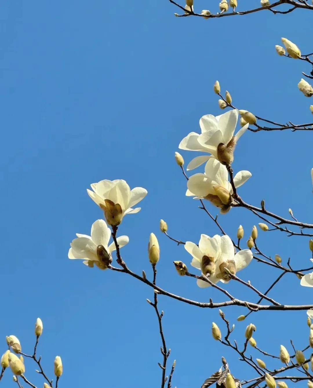 濮阳市实验小学第十三届"我是小小摄影家" 摄影大赛优秀作品展示之一