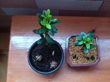 栀子花_土壤_散光