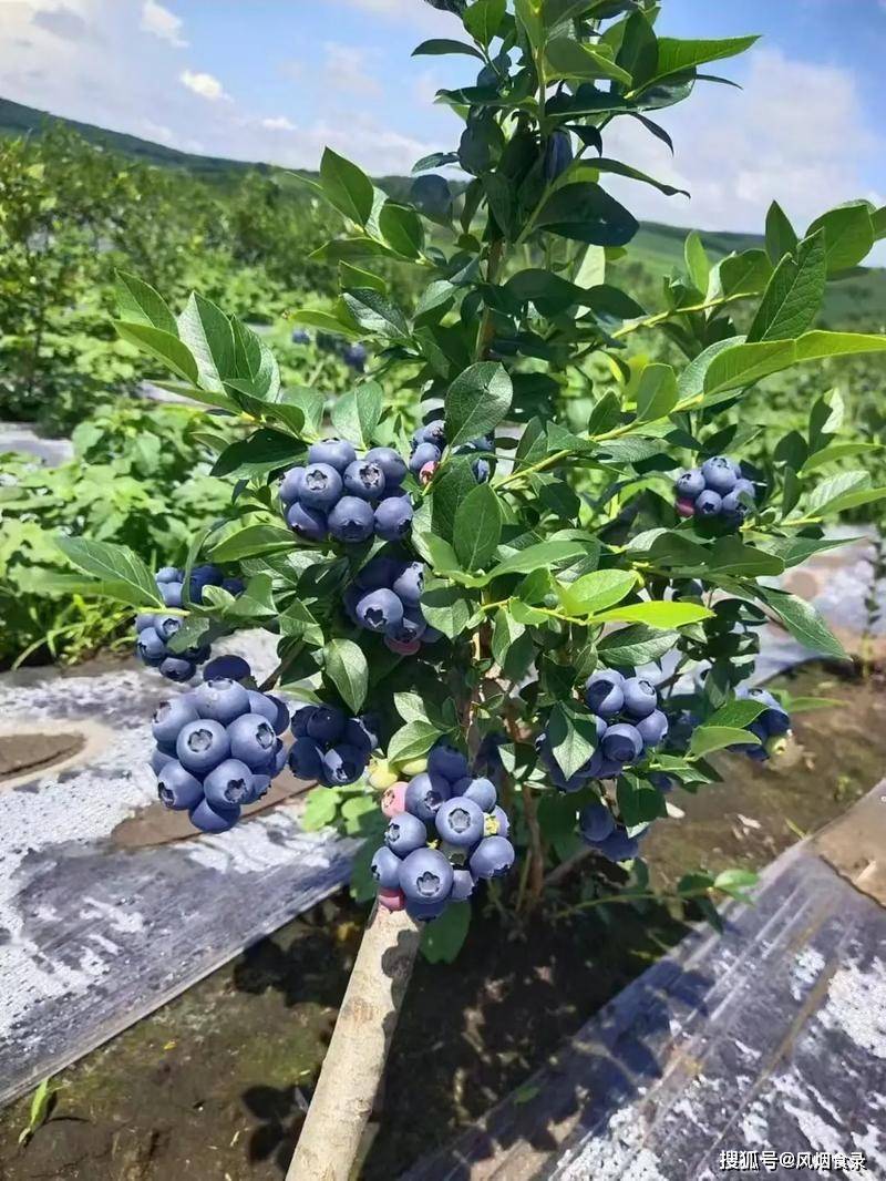 野生蓝莓树 树上图片