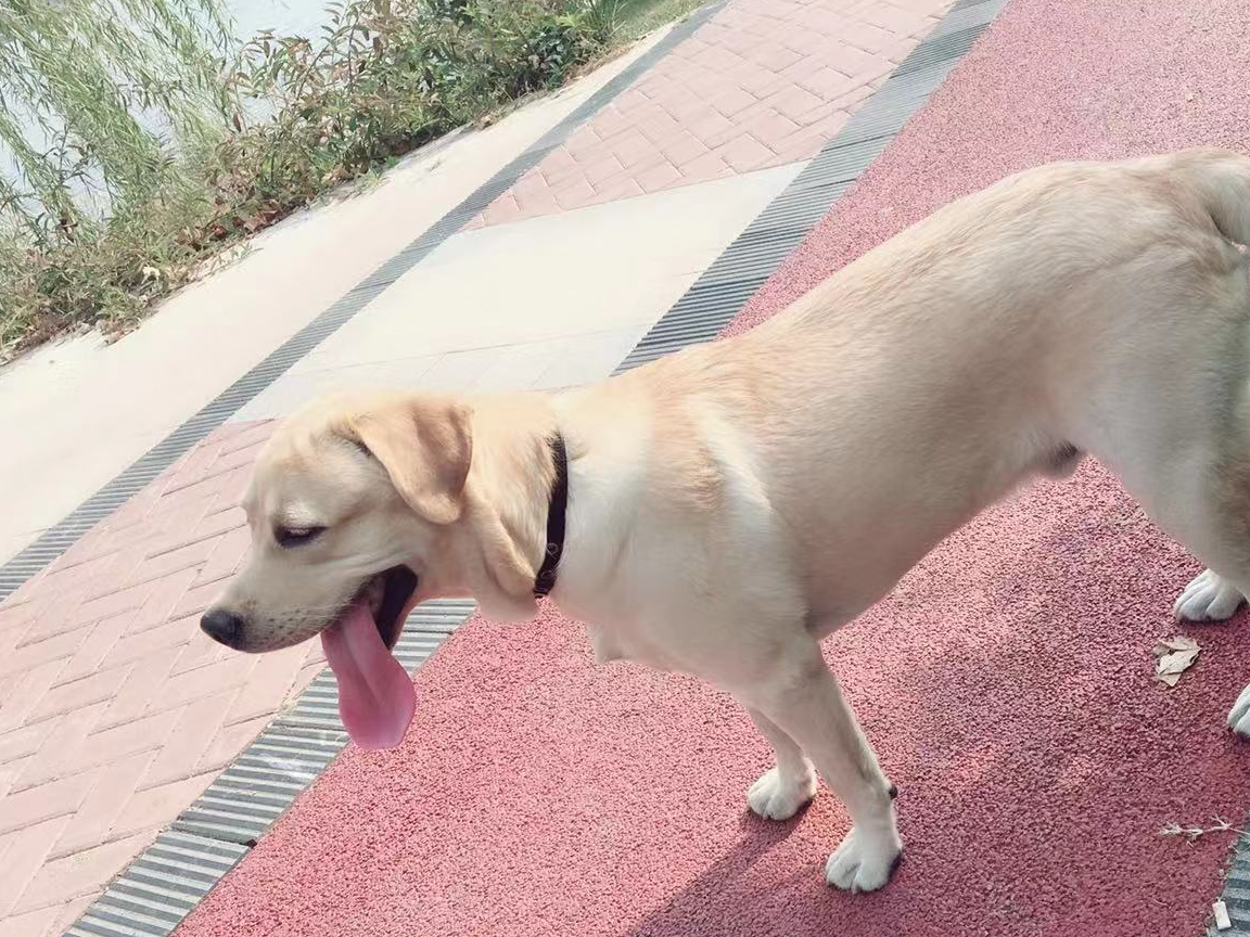 我最喜欢拉布拉多,你呢?