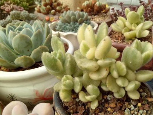 想要熊童子长成"树",我们可以这样做,很简单!