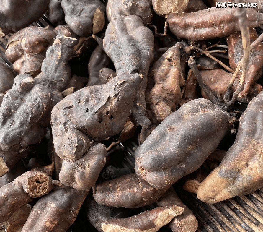 果期11月,果量也很大,瘦果椭圆形,有3棱,成熟之后是褐色的.