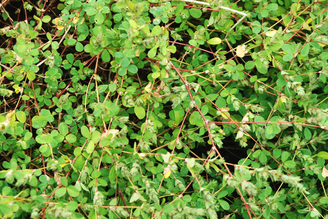 田里一大害草,农民见了就烦,如今却成上等野菜,人称"掐不齐"