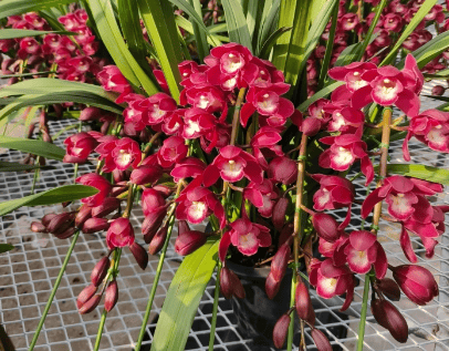 大花惠兰红酒之恋:一段美丽的邂逅_兰花_品种_香气