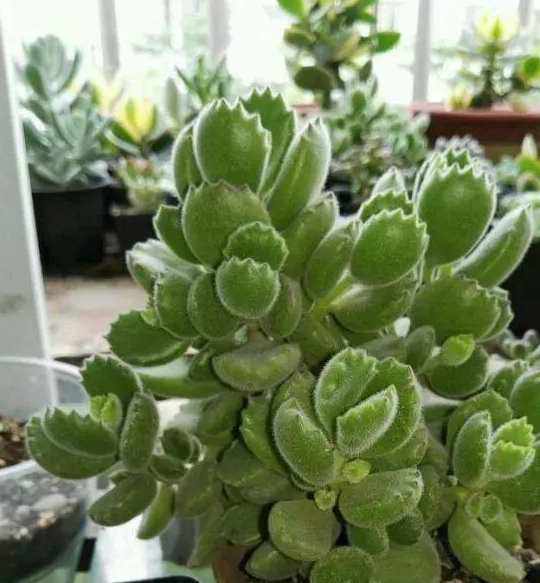 1,每年换1次盆熊童子的生长速度比较快,一般一年换一次盆,新盆要比旧