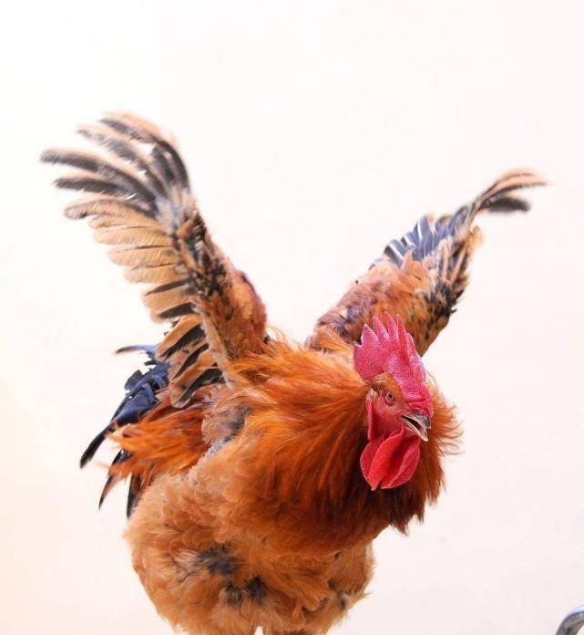 京城惊现40斤大公鸡,相士见后仰天大哭:吾朝要亡了,后字字应验