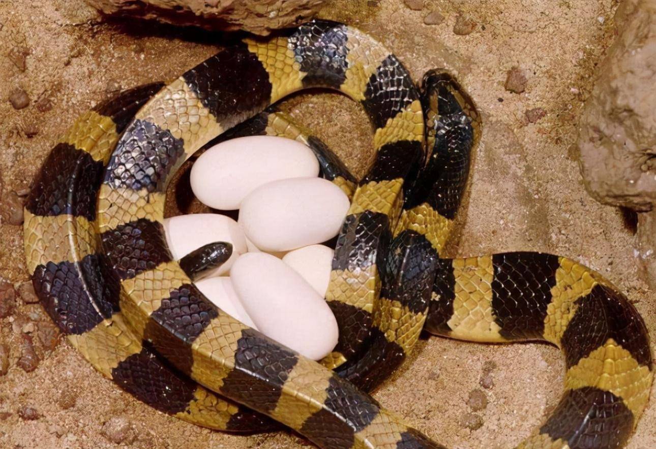 中国27种毒蛇排名图片