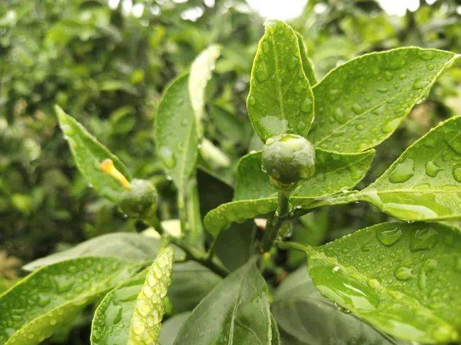 天然芸苔素保花保果:低温寡照多雨对保花保果影响太大了!