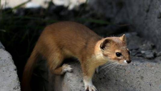 原因也很简单,虽然黄鼠狼会捕猎人们家里的家禽,但是对于黄鼠狼来说