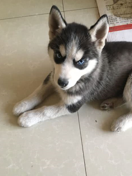 狗狗_哈士奇_宠物
