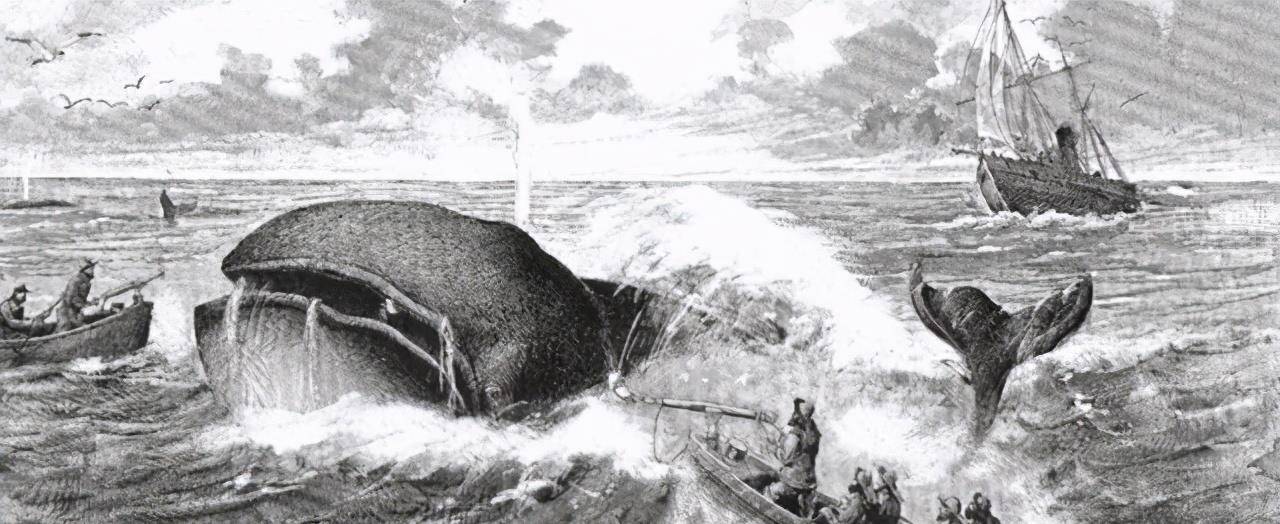 埃塞克斯号捕鲸船事件图片