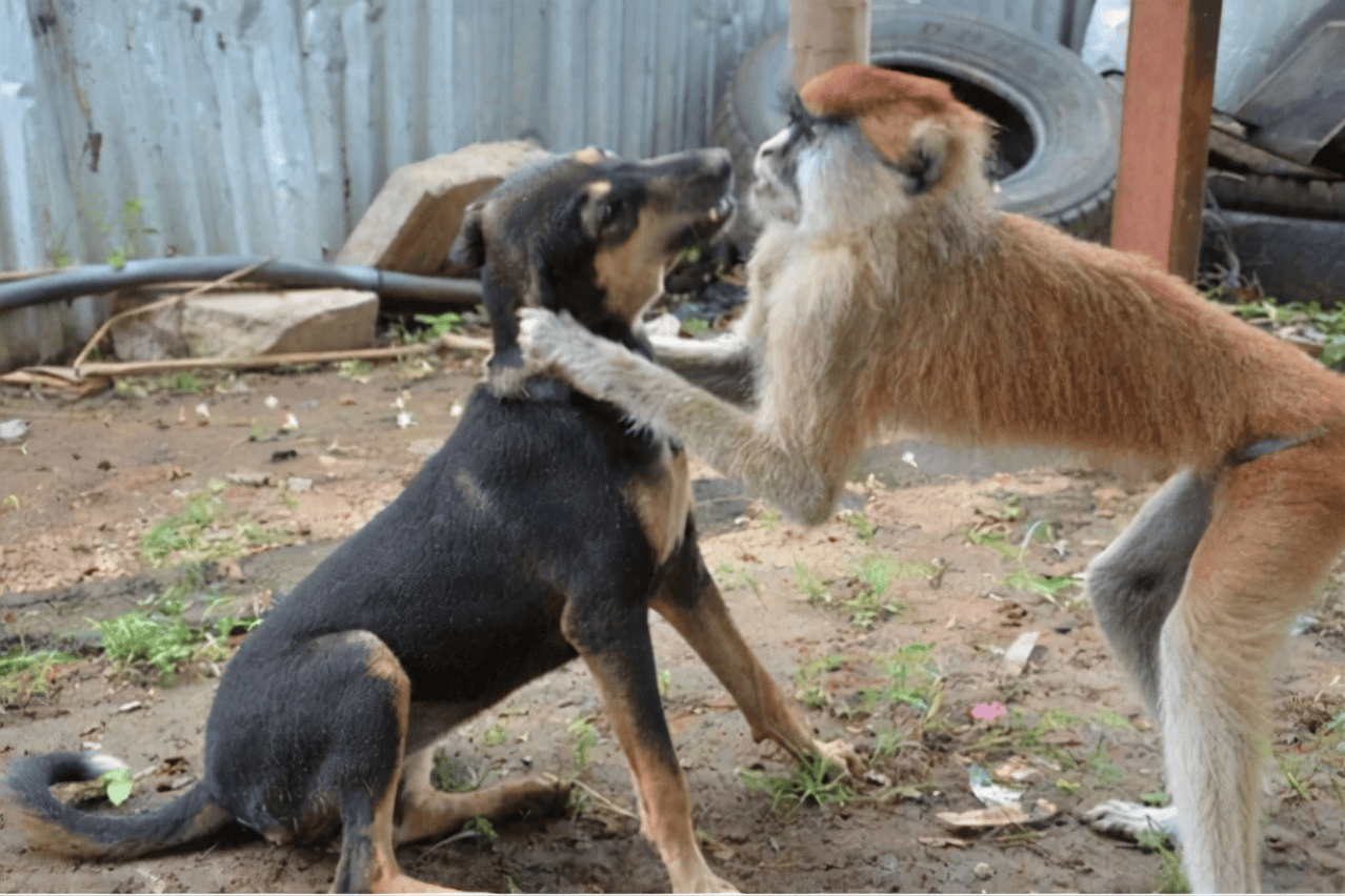 神奇国度:印度村庄上演"猴狗大战",解读印度人为何不伤害猴子