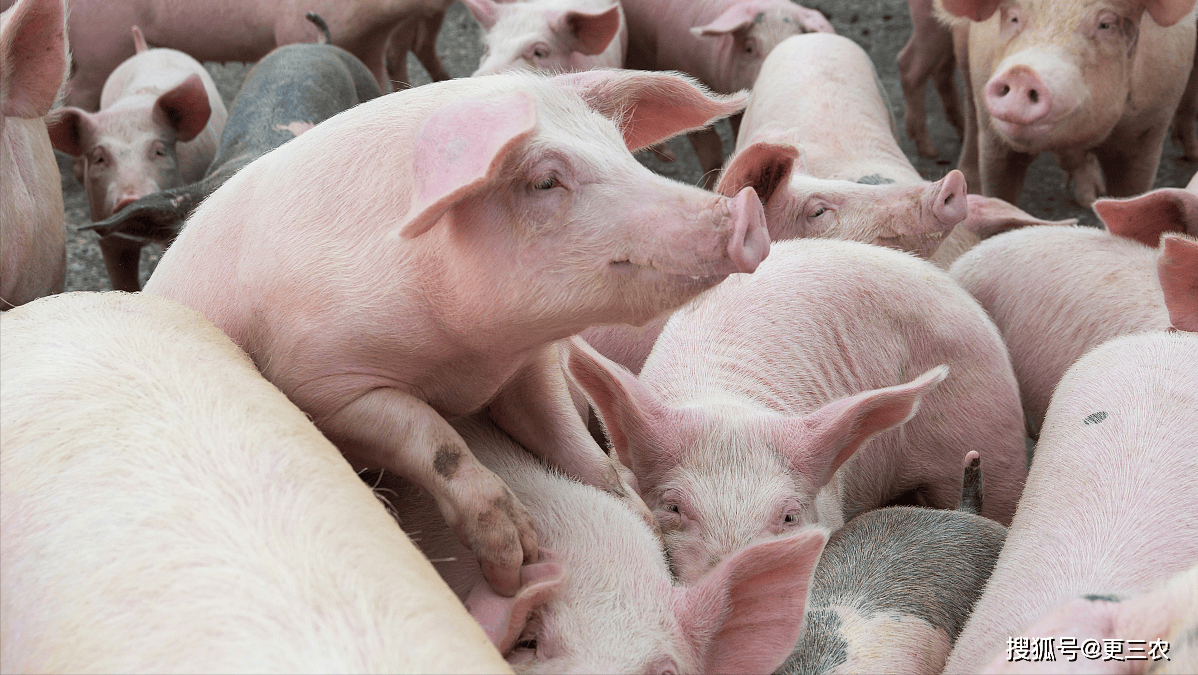 抢猪大战来袭,猪价"坐火箭",上涨原因找到!附:5月23日猪价