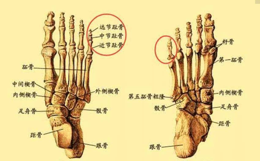 脚耻骨的位置图图片