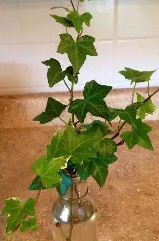 常春藤是比较常见的爬藤植物,常常养在办公室,家里的桌子上.