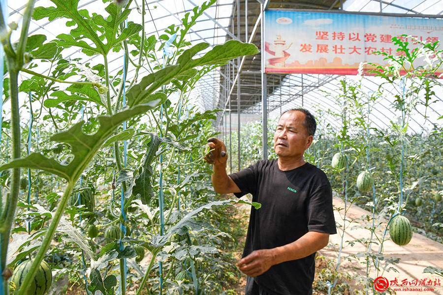 小筐厂拓宽村集体经济"致富路" 大棚西甜瓜开启乡村振兴"甜蜜"模式