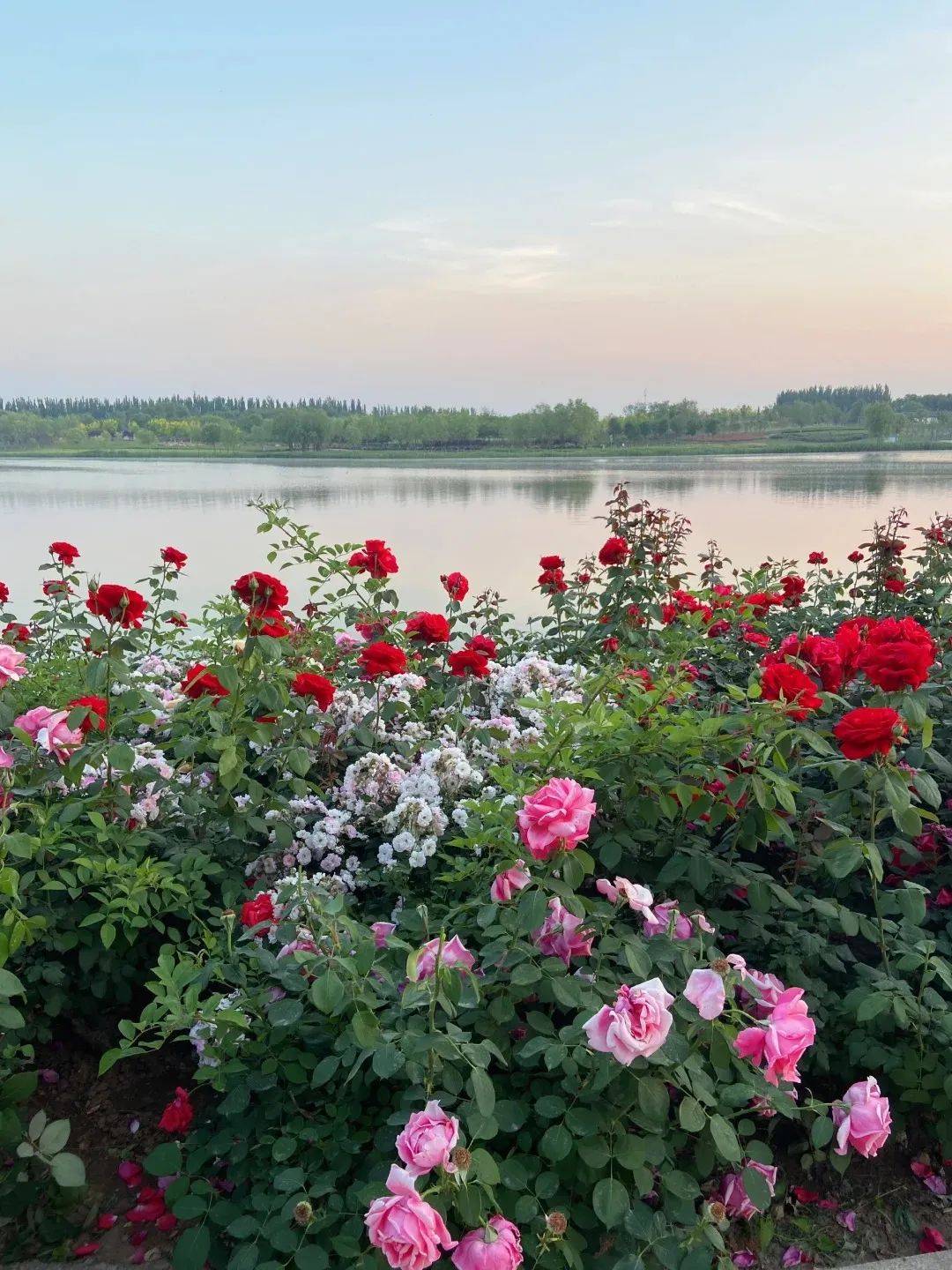 处处都是花海瀑布,拍照打卡超绝～_公园_玫瑰_白色