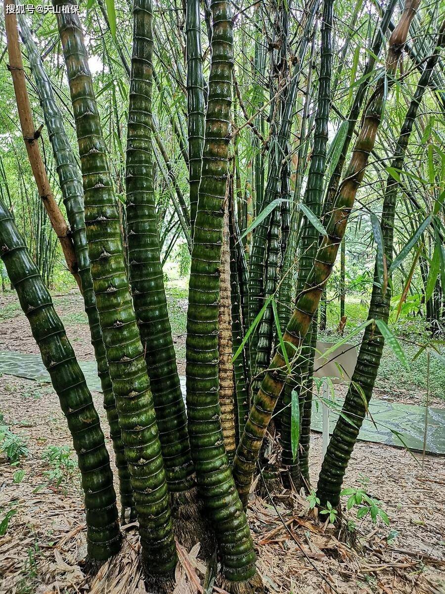 簕竹生桩种植详细教程