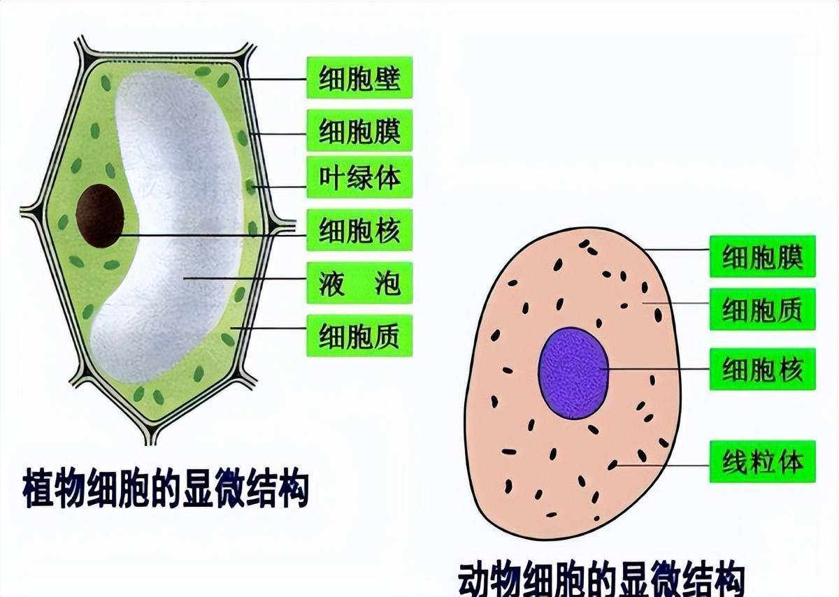 它们是鱼却生活在沙漠中,干旱炎热无法打败它,如今却危机重重