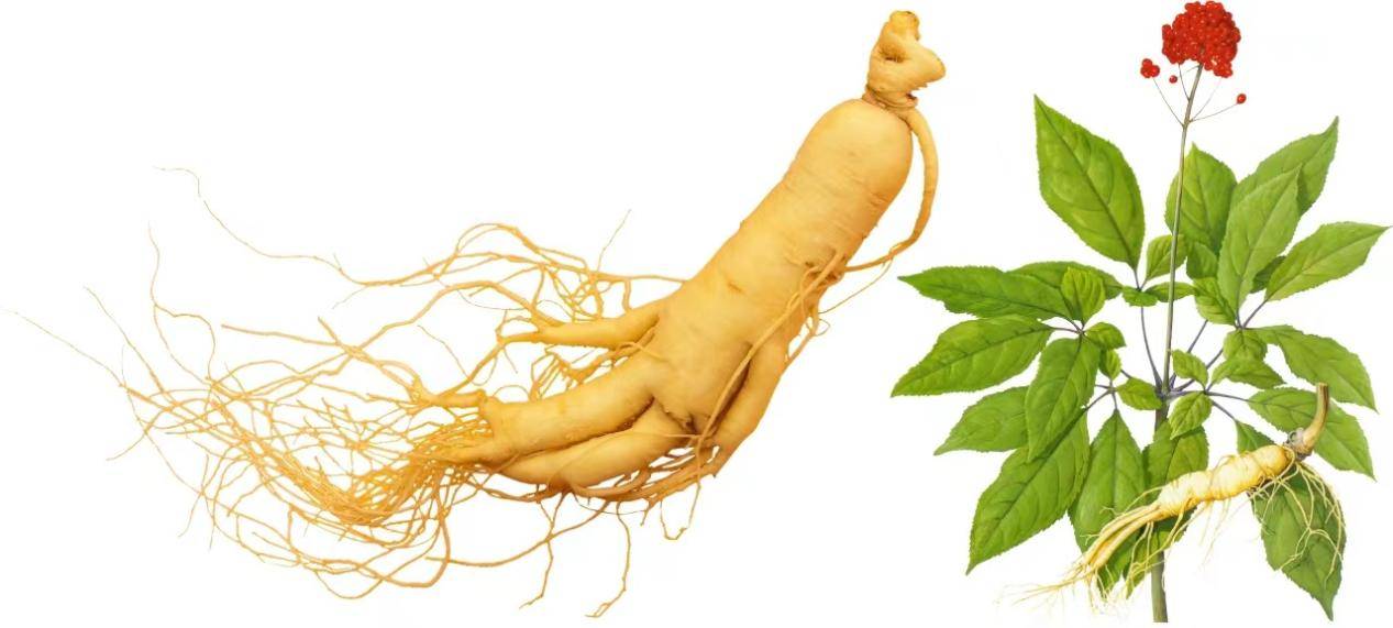 益宝堂西洋参粉,传承千年草本精华,品质典范