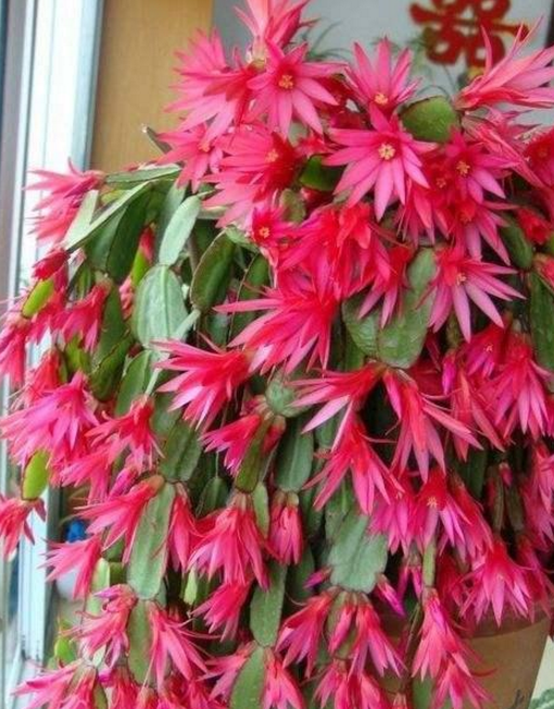 蟹爪兰是大家喜欢养殖的一种植物,它不但可观花还可观叶,并且花期