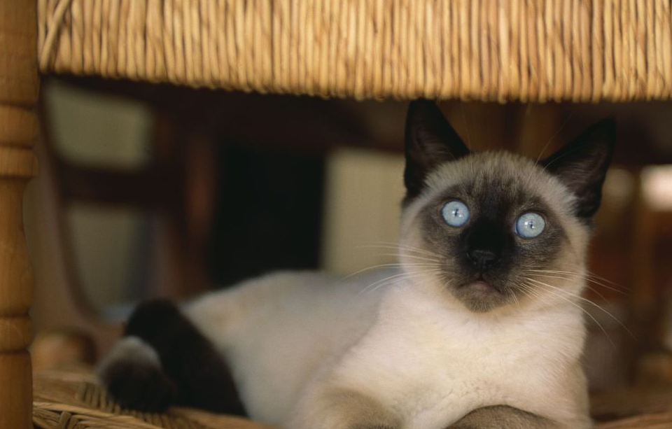 养暹罗猫一个月需要花多少钱?