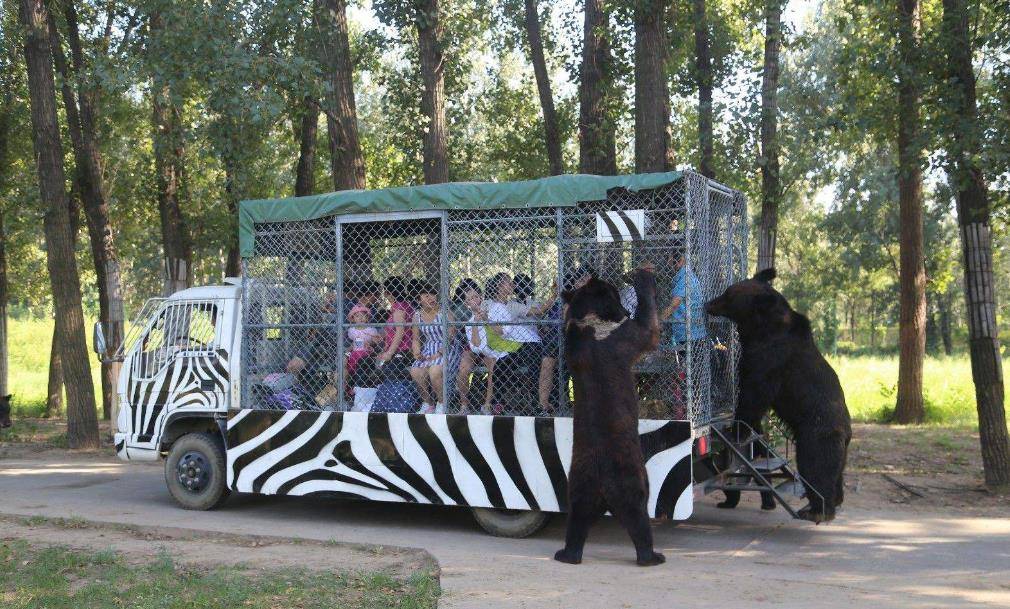 2016年"八达岭老虎咬人案",幸存者索赔156万,称:索赔不为钱