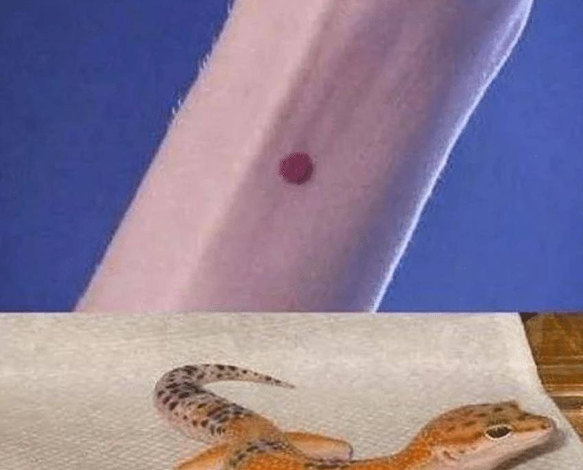 能辨别处子的"守宫砂",究竟是真是假?面纱被李时珍揭晓