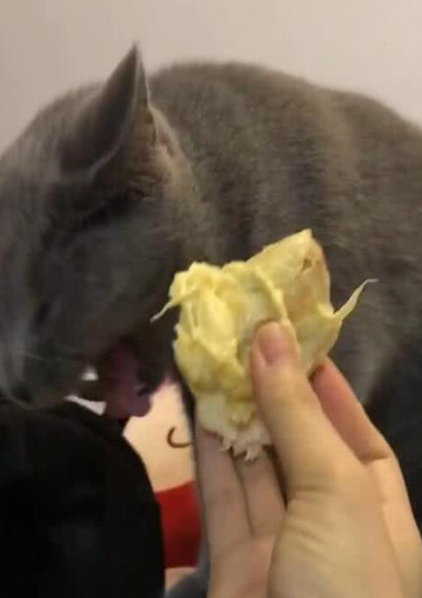 铲屎官随手就把榴莲递了上去,猫咪走近一闻,瞬间就做出了这幅表情