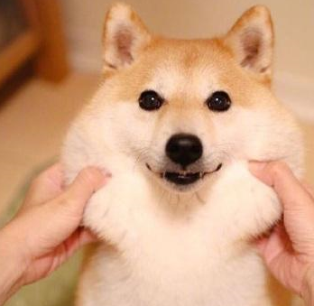 众所周知,柴犬是一种非常热门的狗狗,它们很可爱,也很活泼,平时的它们