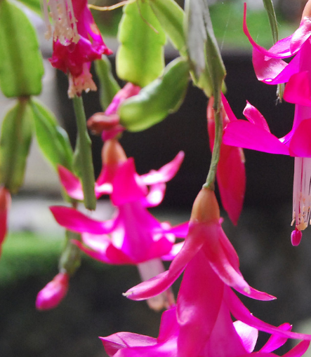 "蟹爪兰"叶片没倒钩,花朵不上翘,可能你养的是"假蟹爪兰"!